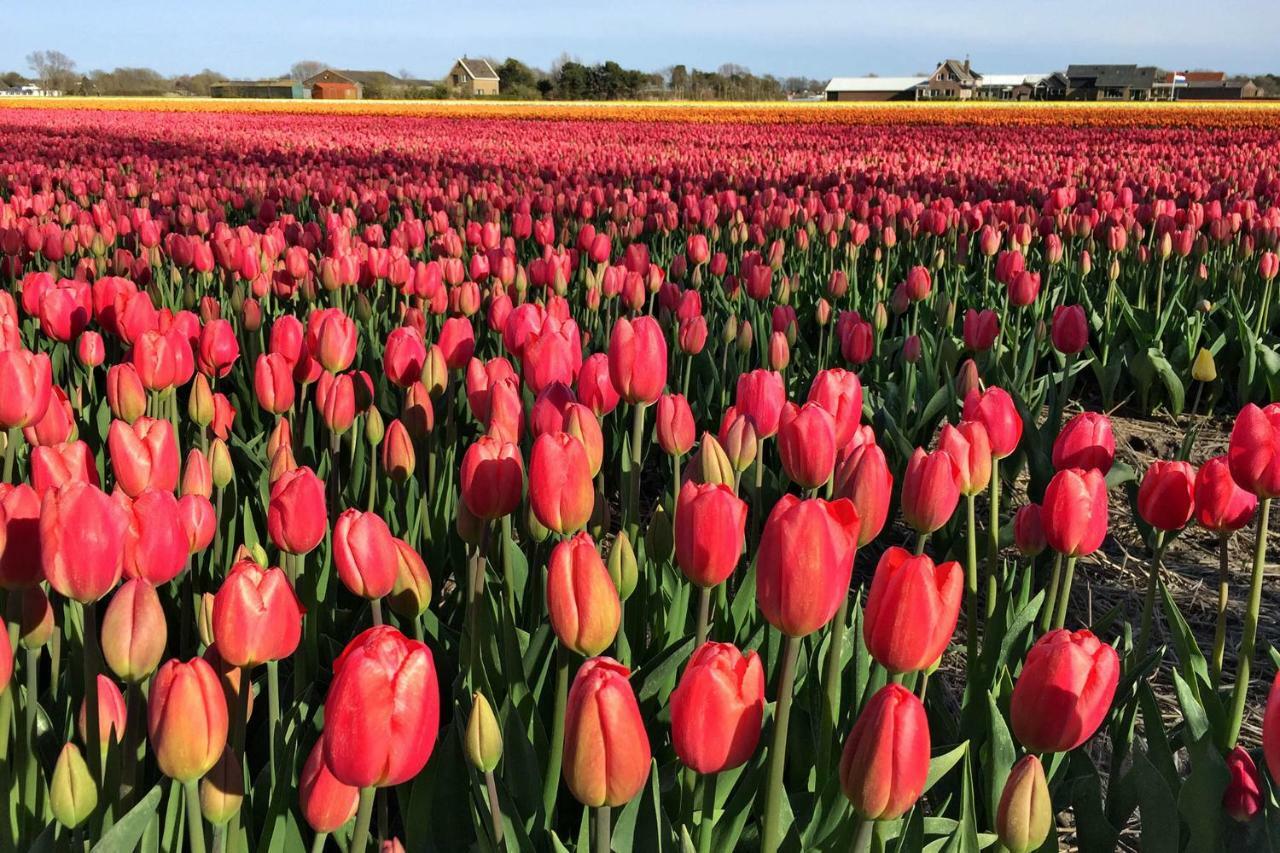 De Roos * Urk